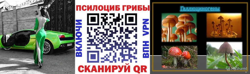 где купить   Холм  Галлюциногенные грибы Psilocybe 